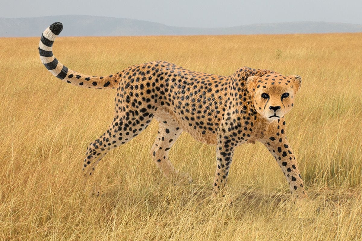 Wild Life Gepardin, Spielfigur