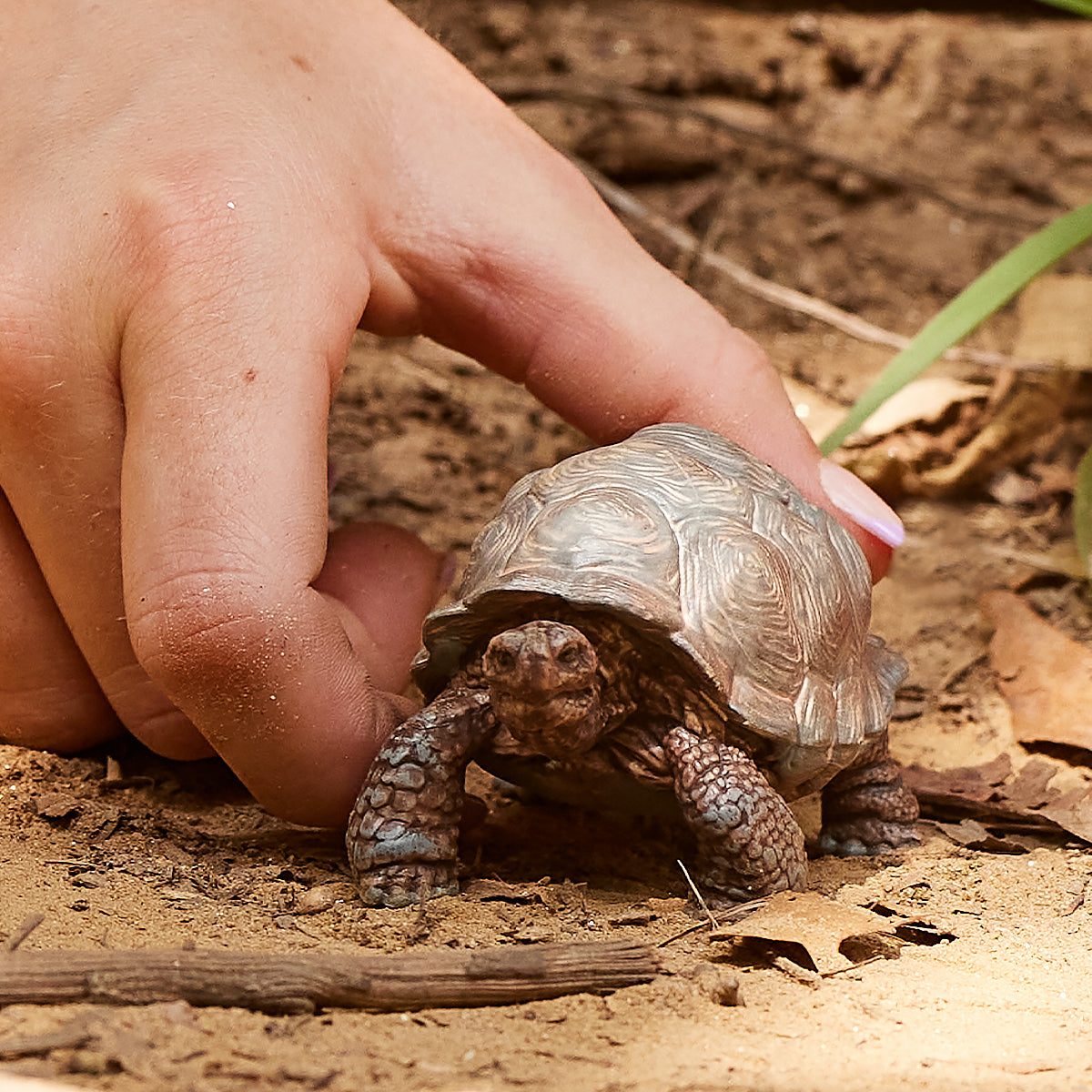 Wild Life Riesenschildkröte, Spielfigur