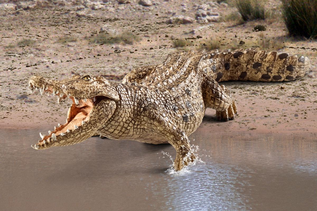Wild Life Krokodil, Spielfigur