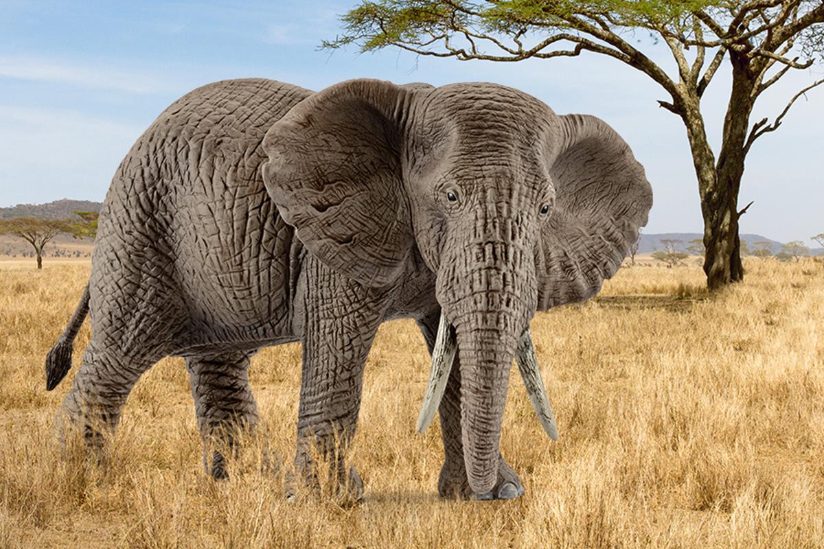 Wild Life Afrikanische Elefantenkuh, Spielfigur